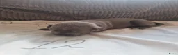 Staffordshire Bull Terrier dogs for sale: Stunning blue staffy pups - Advert 7