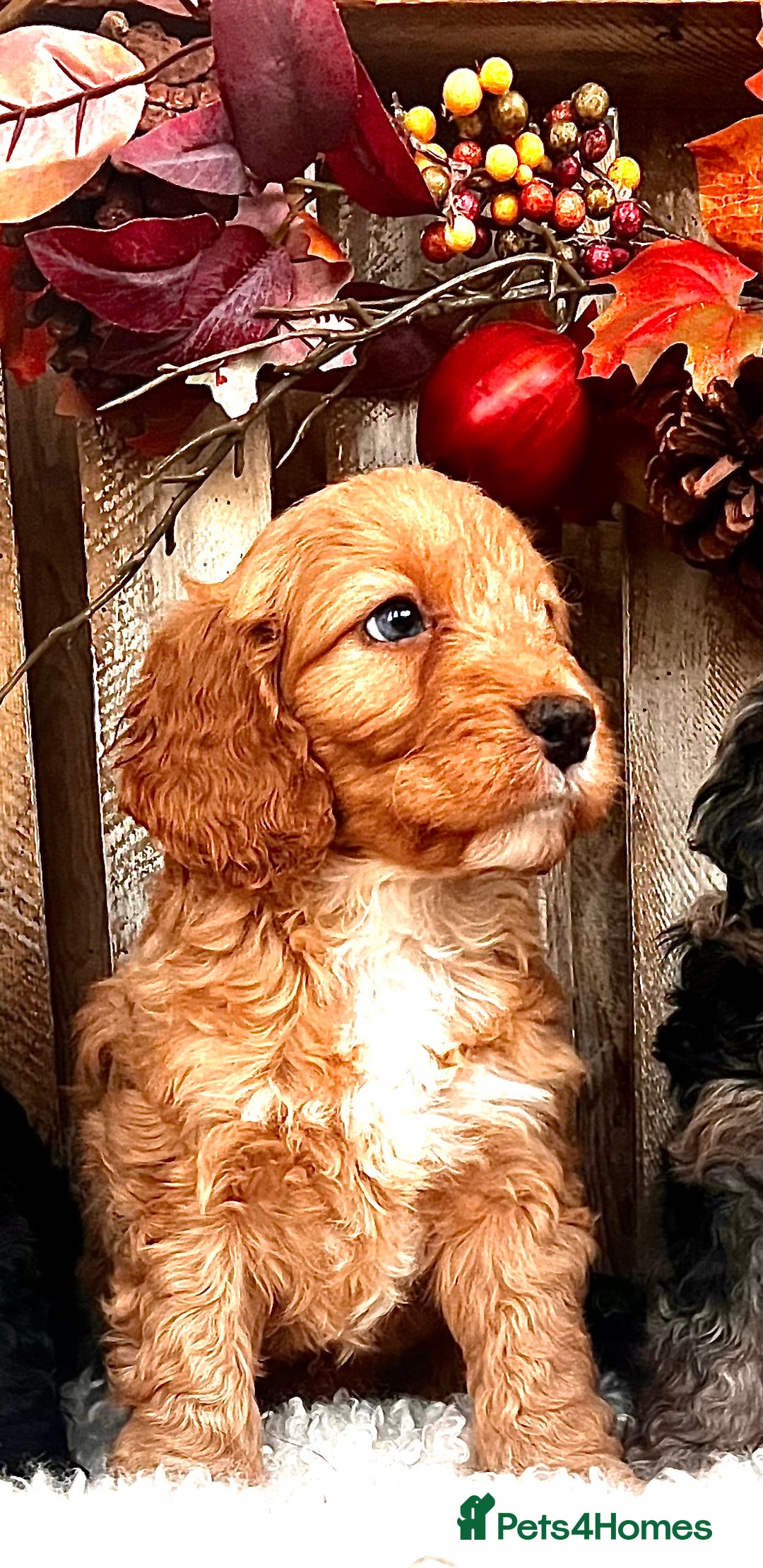 Cockapoo dogs for sale: Quality Cockapoo Puppies Blue Merle / Golden  - Advert 23
