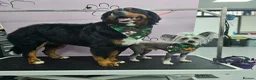 Bernese Mountain Dog dogs for sale: Bernese mountain dog (Bess). in Liverpool - Advert 18