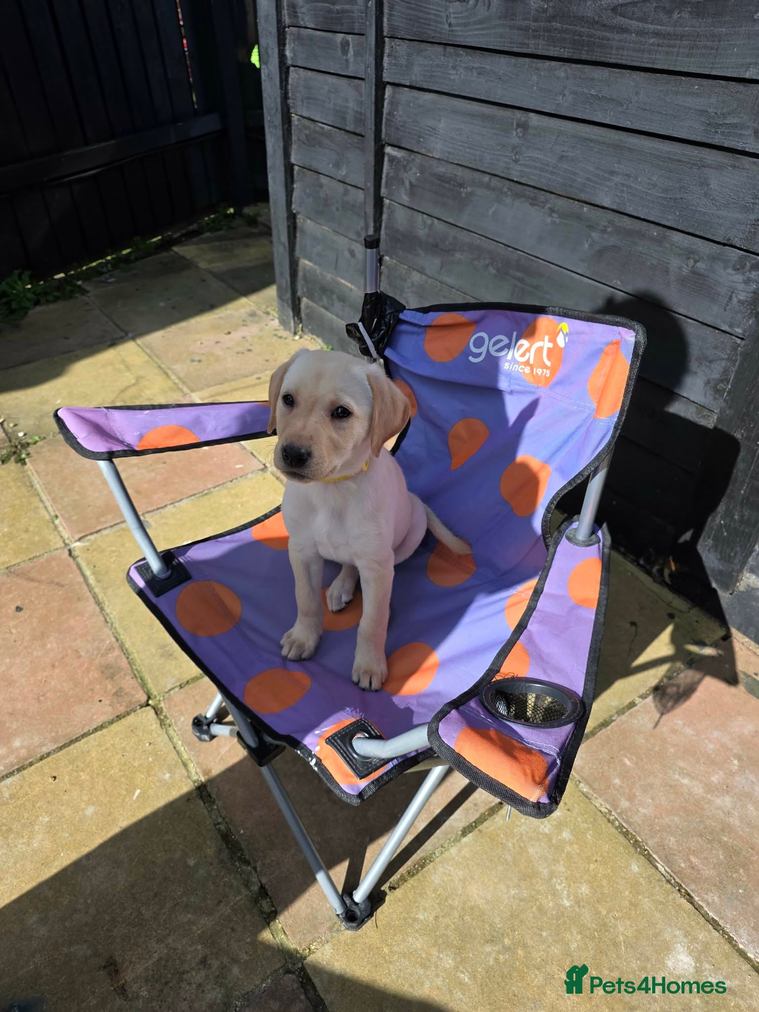 Labrador Retriever dogs 8 Adorable puppies looking for forever homes  - Advert 4