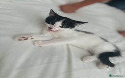 Mixed Breed cats for sale: One girl left!❤️ - Image 3