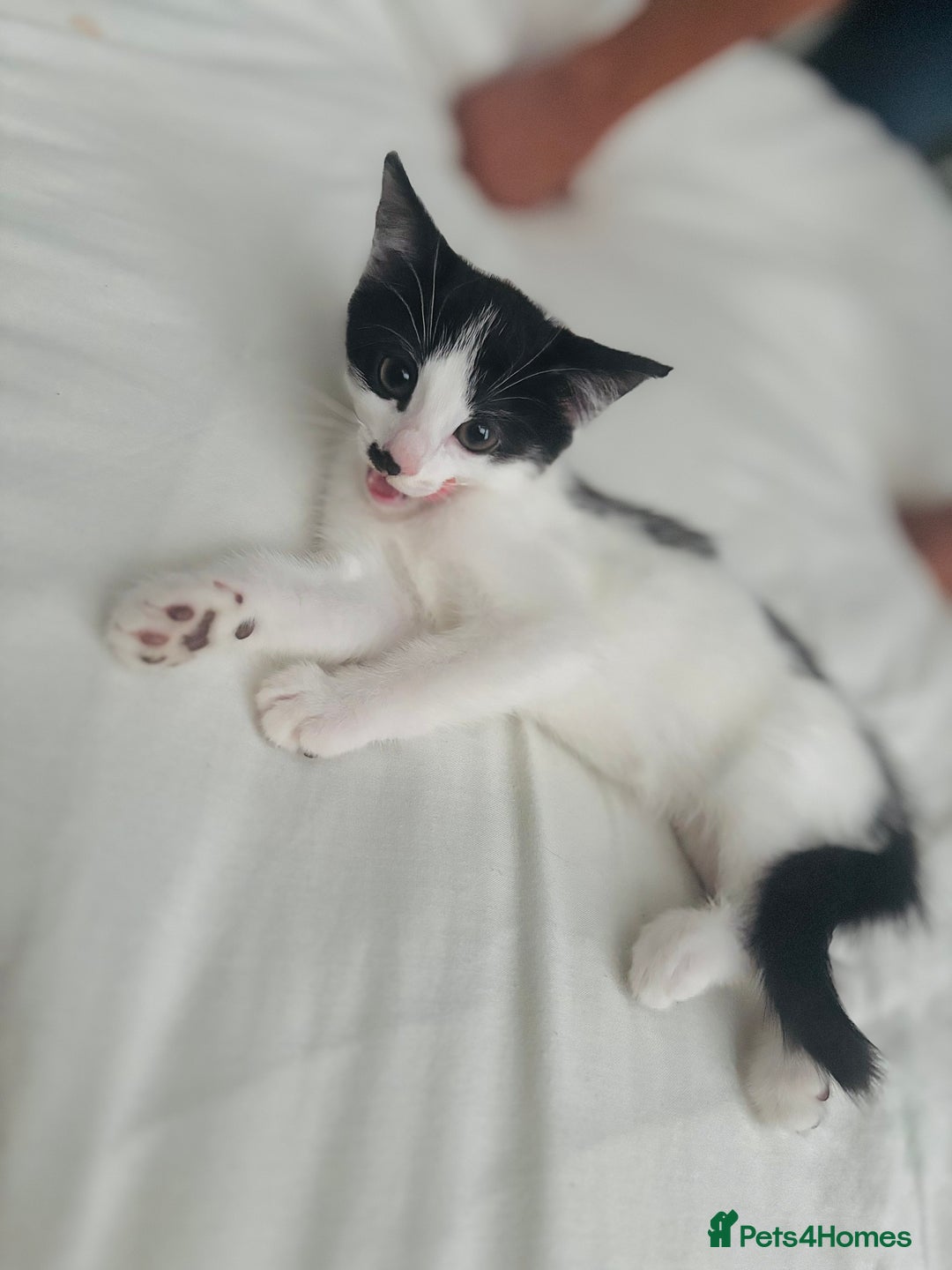 Mixed Breed cats for sale: One girl left!❤️ - Image 3