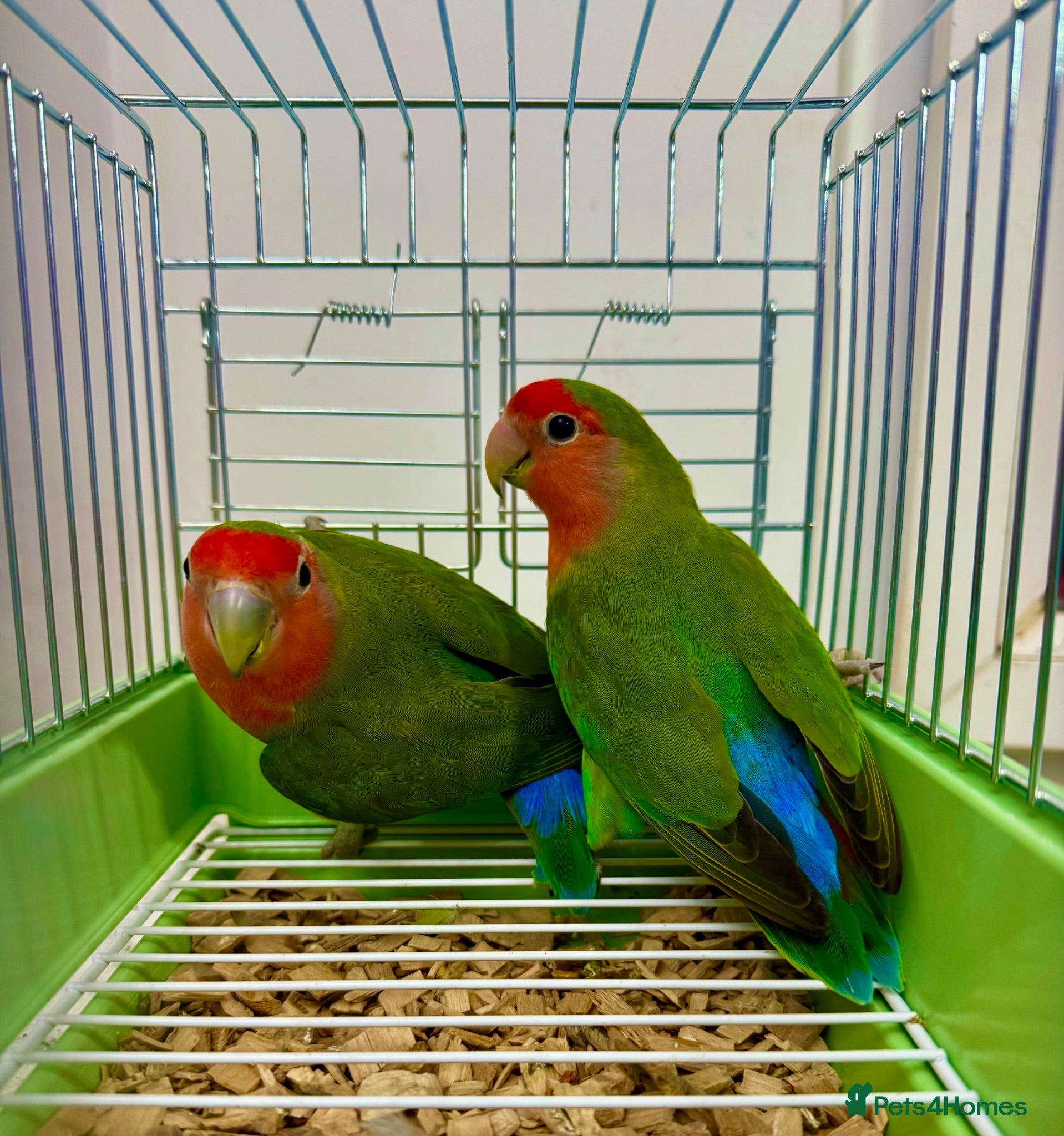 Lovebirds birds Peach Face Breeding Pair of Love Birds Peach Faced - Advert 2