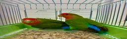 Lovebirds birds for sale: Peach Face Breeding Pair of Love Birds Peach Faced - Advert 5