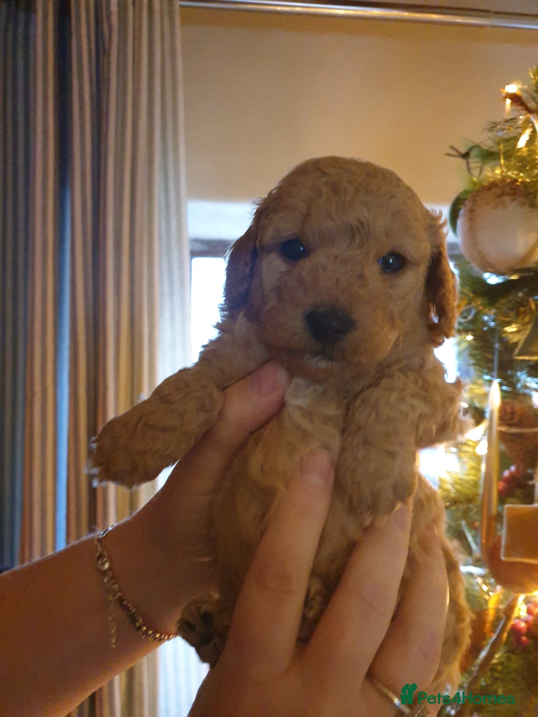 Cockapoo dogs for sale: Amazing miniature F1b cockapoo  - Advert 3