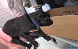 Mixed Breed dogs for sale: Labrador/irish wolf hound  - Image 13