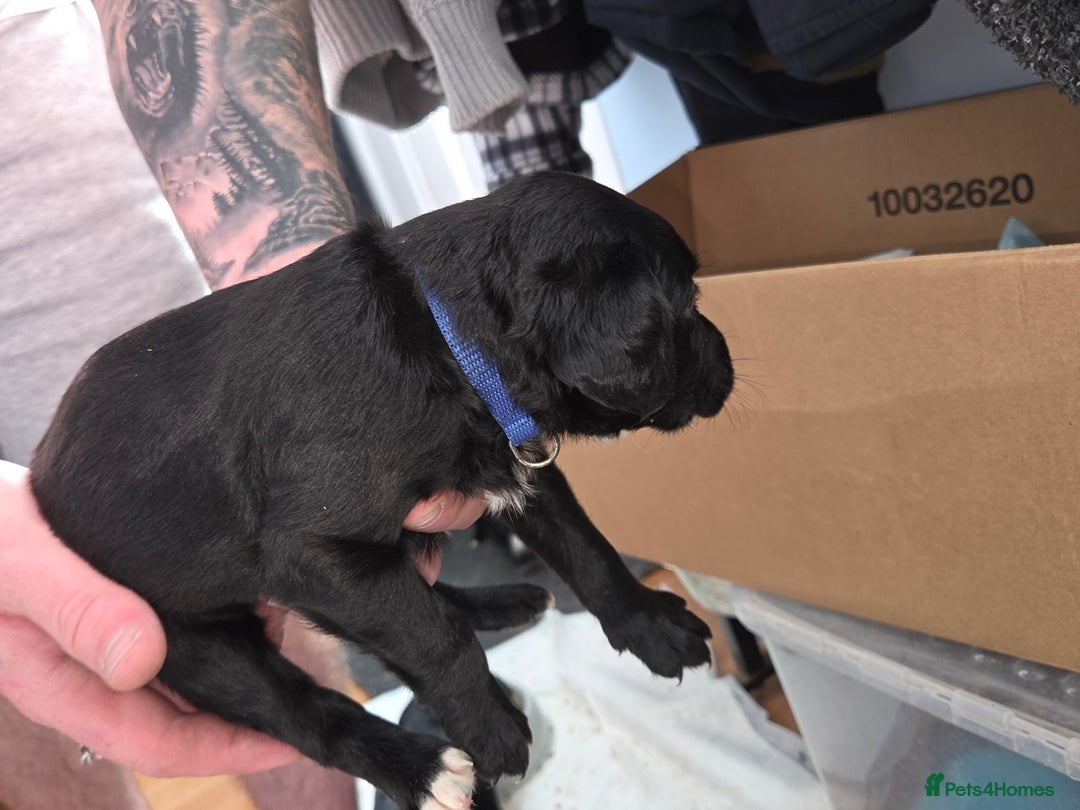 Mixed Breed dogs for sale: Labrador/irish wolf hound  - Image 13