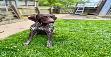 German Shorthaired Pointer dogs - Advert 2