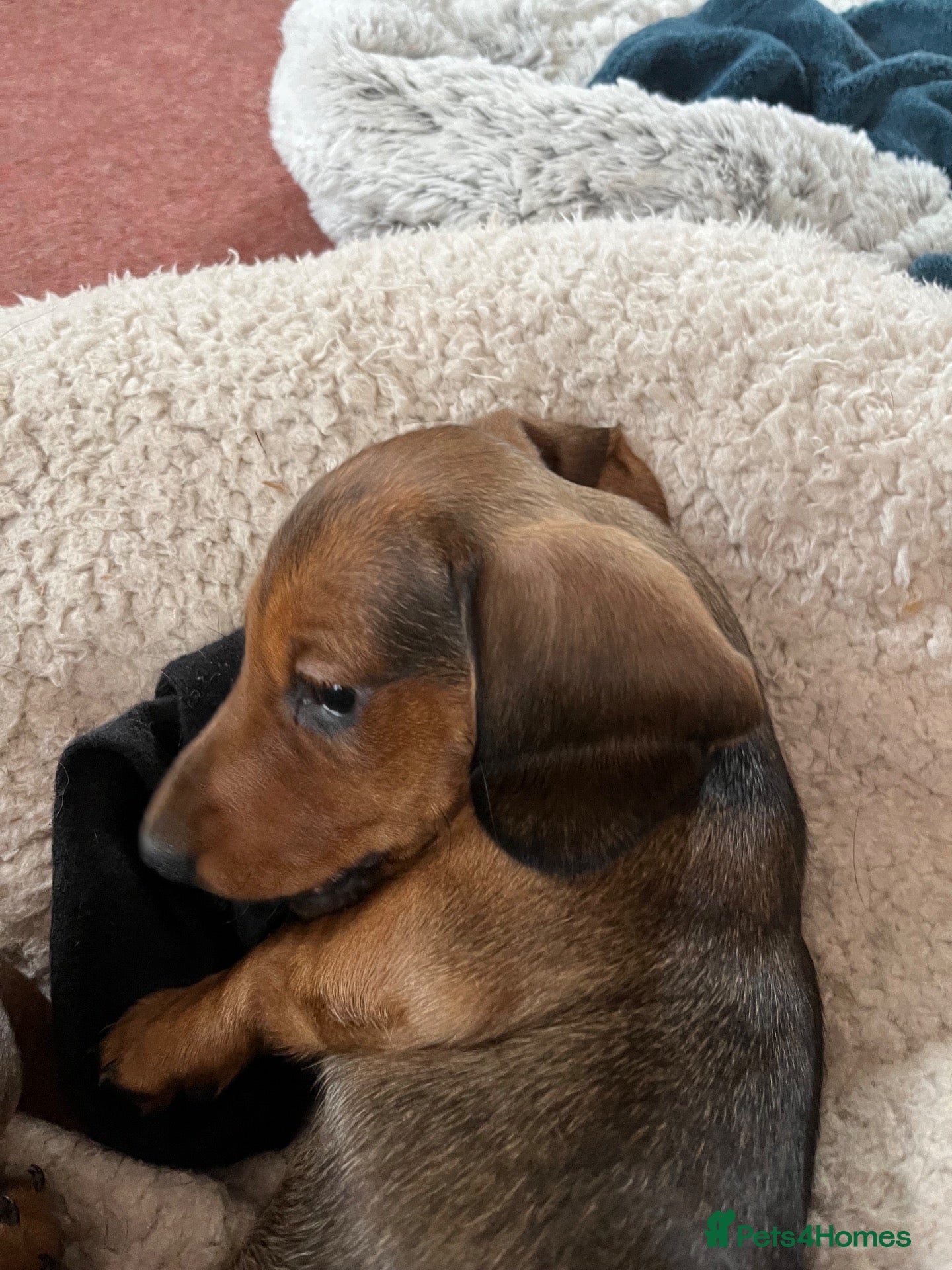 Miniature Dachshund dogs  Beautiful KC Shaded Red Dachshund Boy - Advert 3