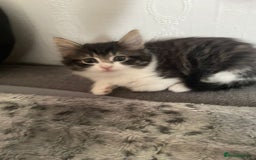 Mixed Breed cats for sale: Mix maine cone kittens  - Image 20