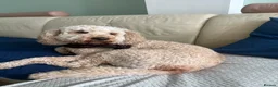 Cockapoo dogs for stud: Cockapoo Proven Stud Dog Available in Swindon - Advert 3