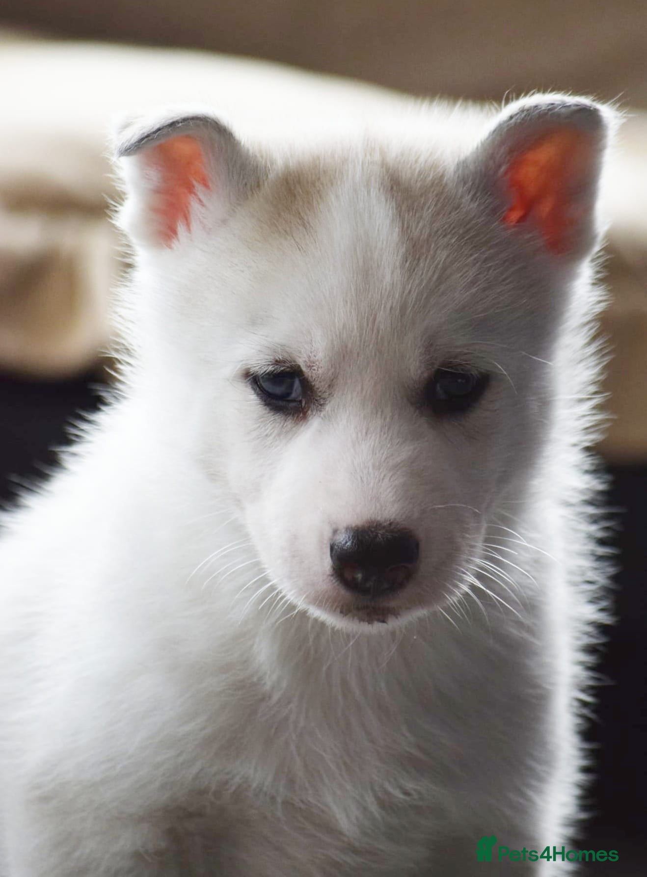 Siberian Husky dogs Stunning health tested Male puppy KC - Advert 2