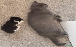 Mixed Breed cats for sale: 🐾 Half British Shorthair Kittens Available! 🐾 - Image 18