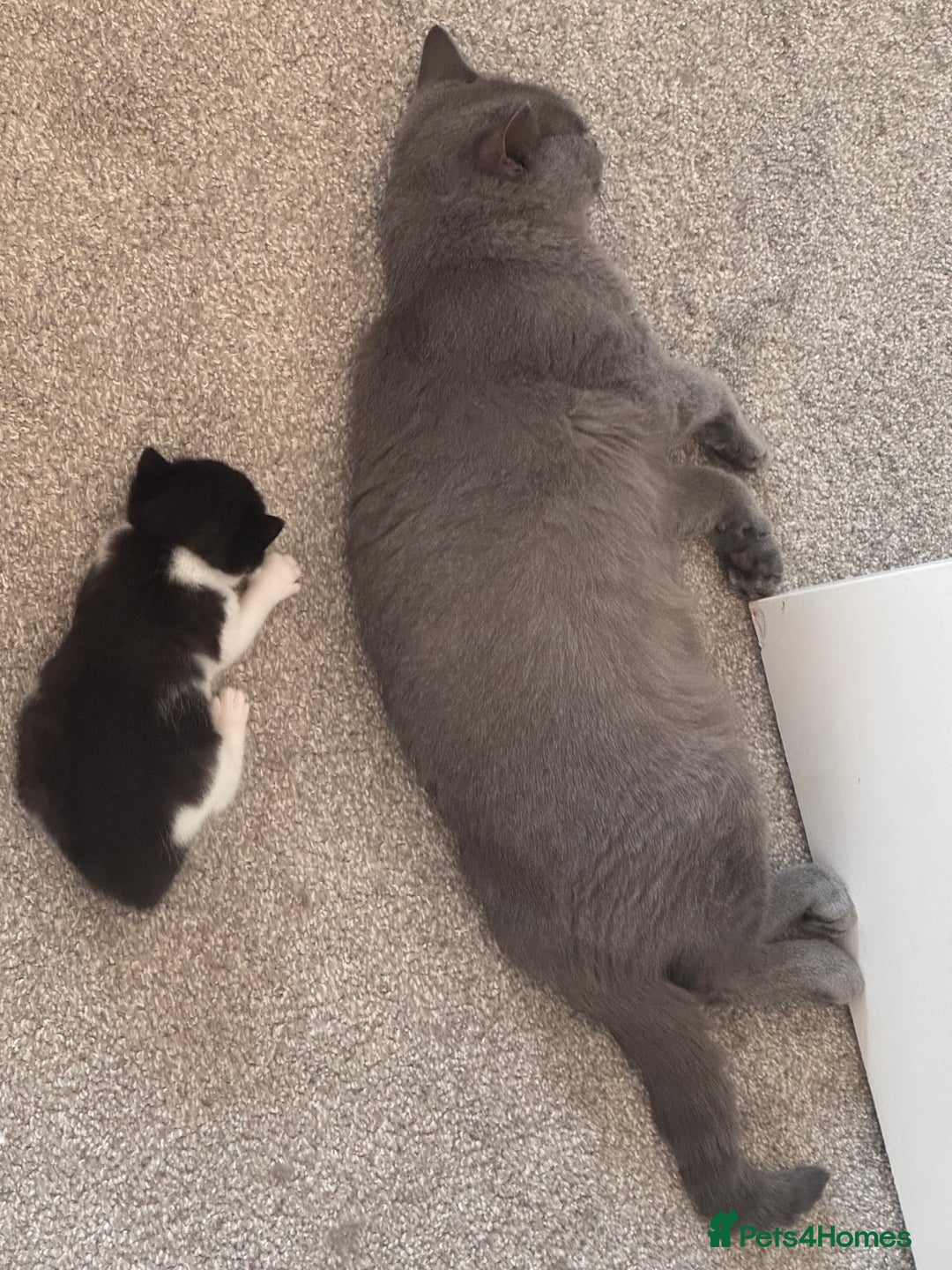Mixed Breed cats for sale: 🐾 Half British Shorthair Kittens Available! 🐾 - Image 18