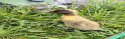 Ducks poultry for sale: 5 Indian Runner Ducklings  - Advert 5