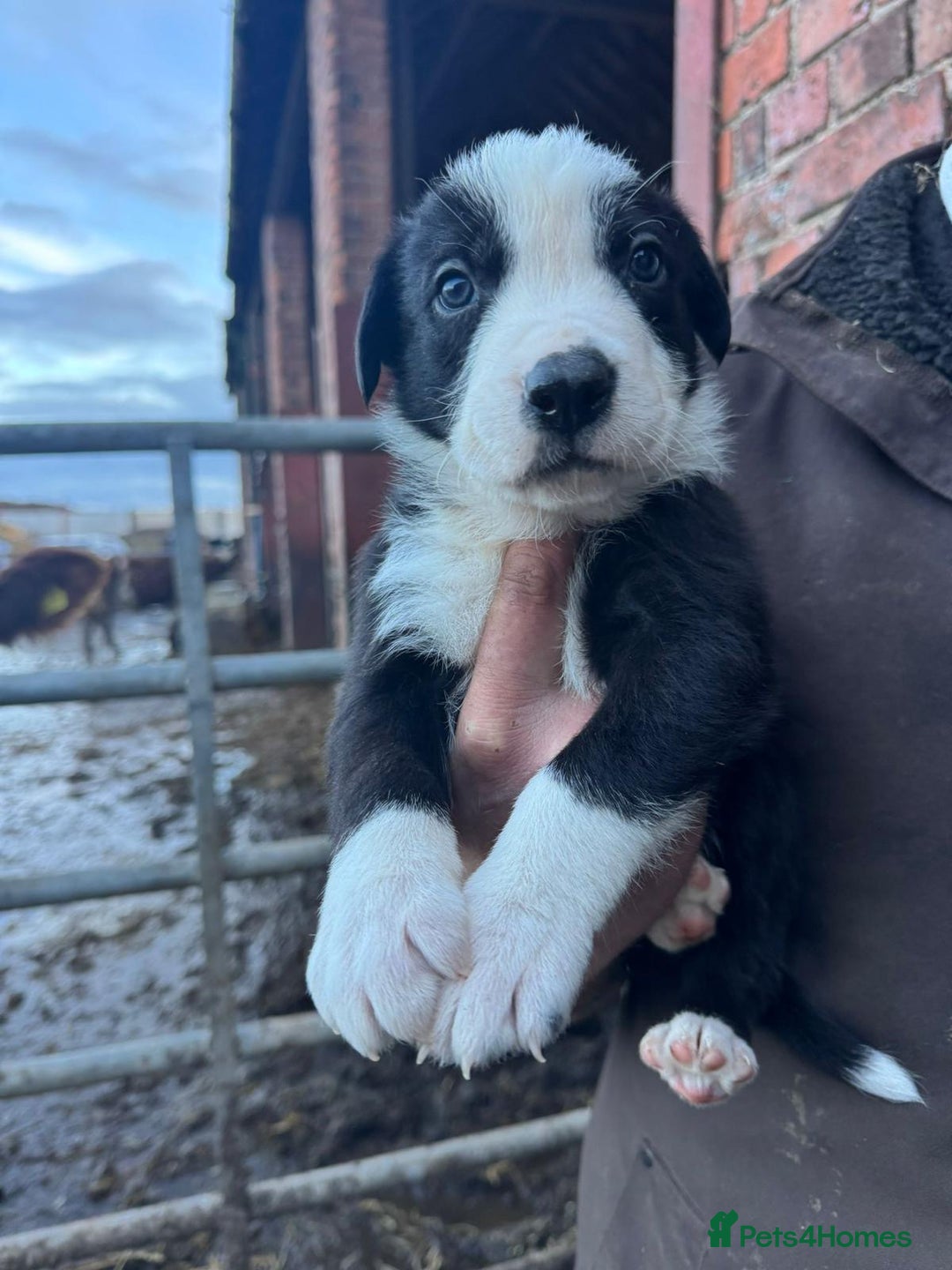 Border Collie dogs for sale: Collie X Huntaway Pups - Advert 2