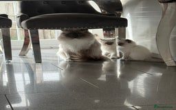 Ragdoll cats for sale: Beautiful ragdoll kittens  - Image 26