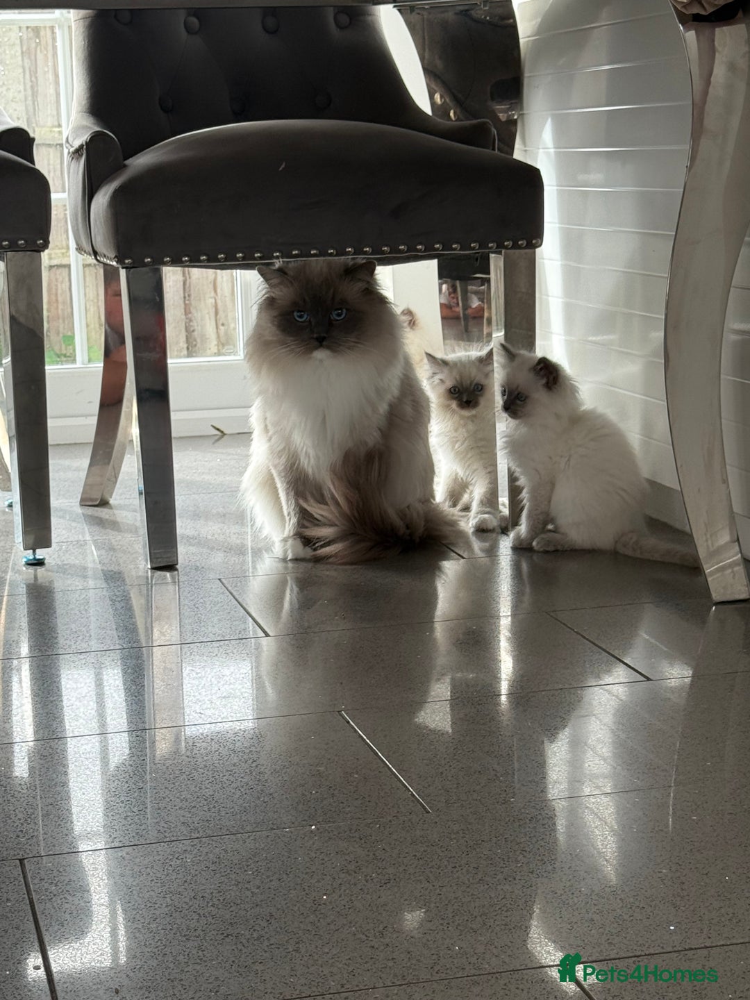 Ragdoll cats for sale: Beautiful ragdoll kittens  - Image 26