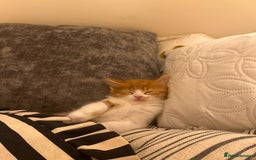 Persian cats for sale: Male Half Persian Kitten  - Image 3