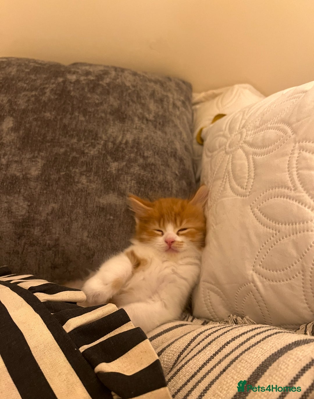 Persian cats for sale: Male Half Persian Kitten  - Image 3