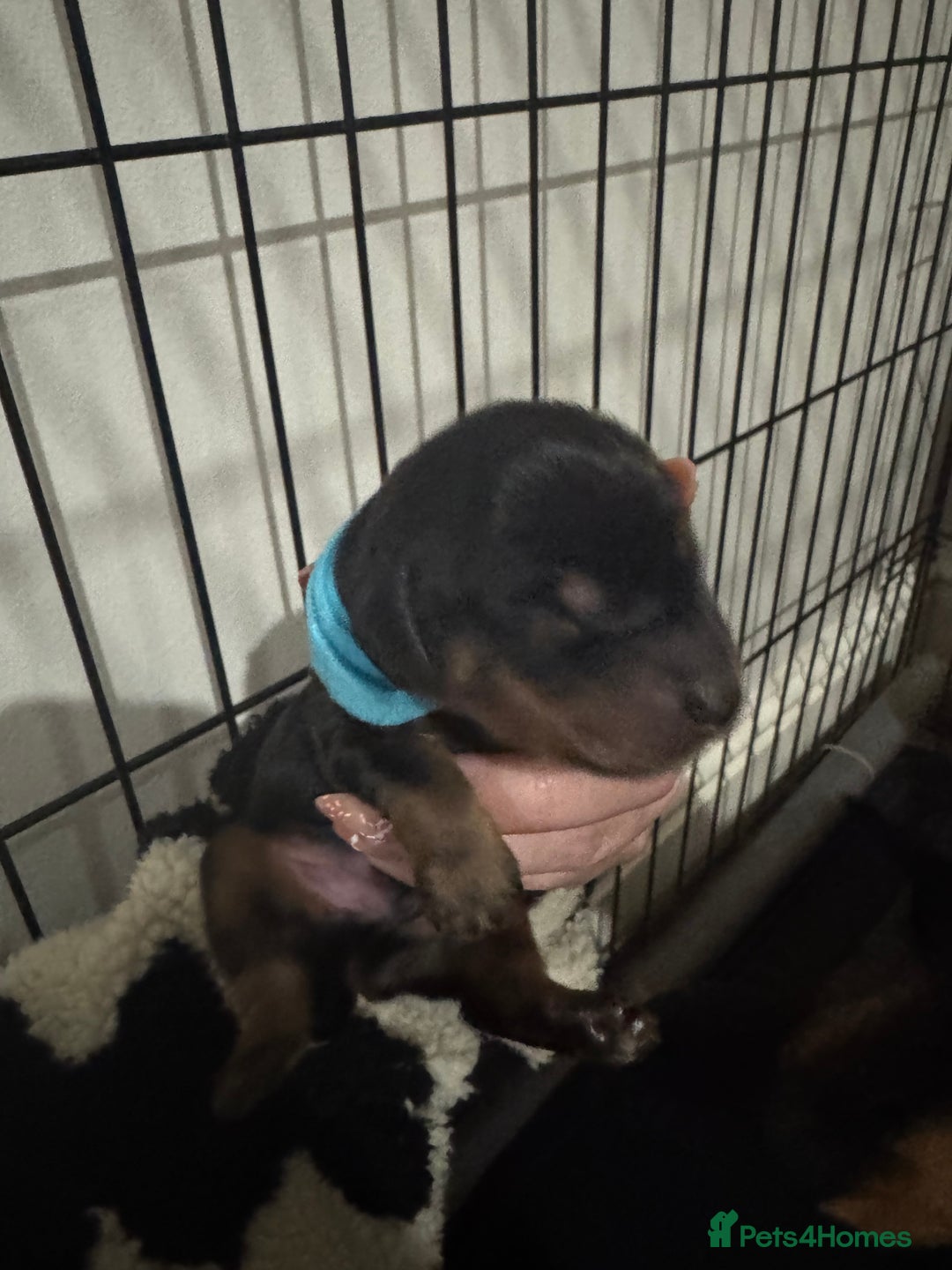 Mixed Breed dogs for sale: Miniature dachshund x jack russel - Advert 4