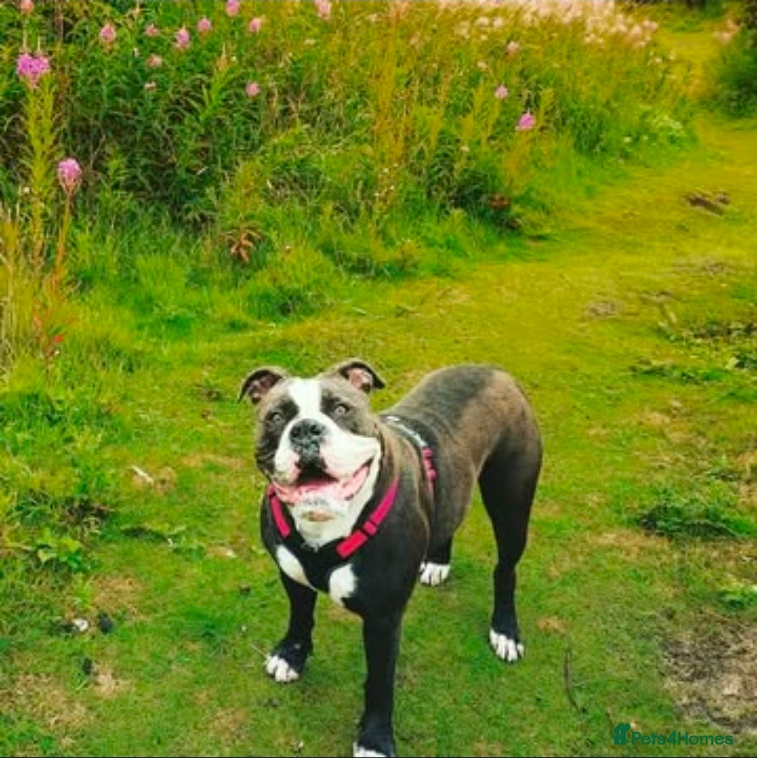 Olde English Bulldogge dogs Olde English Bulldog – 5 Years Old (Spayed) - Advert 1