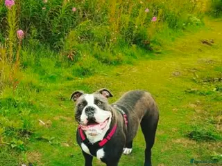 Olde English Bulldogge dogs Olde English Bulldog – 5 Years Old (Spayed) - Advert 1