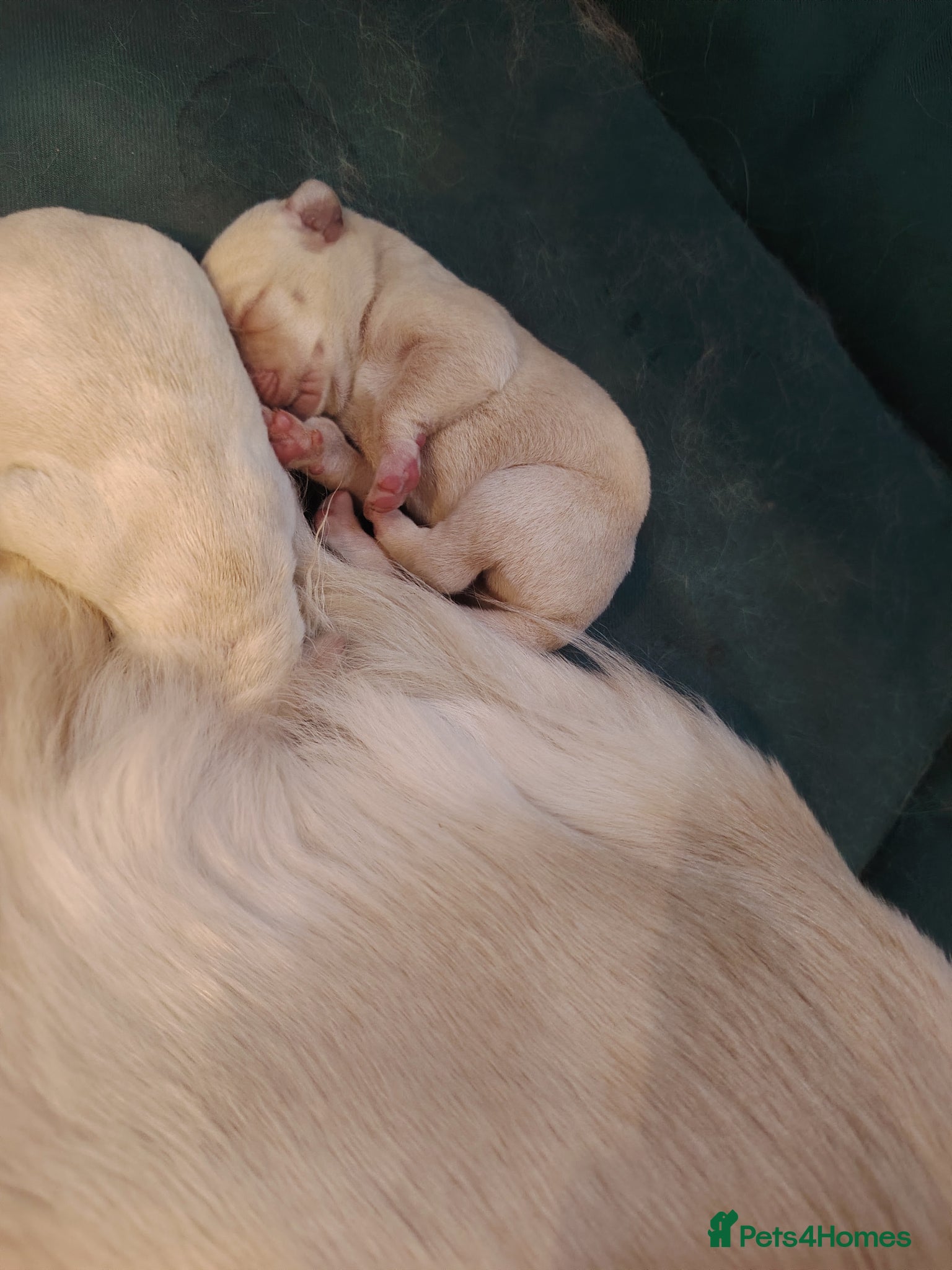 Goldador dogs Ready to leave lab x golden retriever puppies  - Advert 2