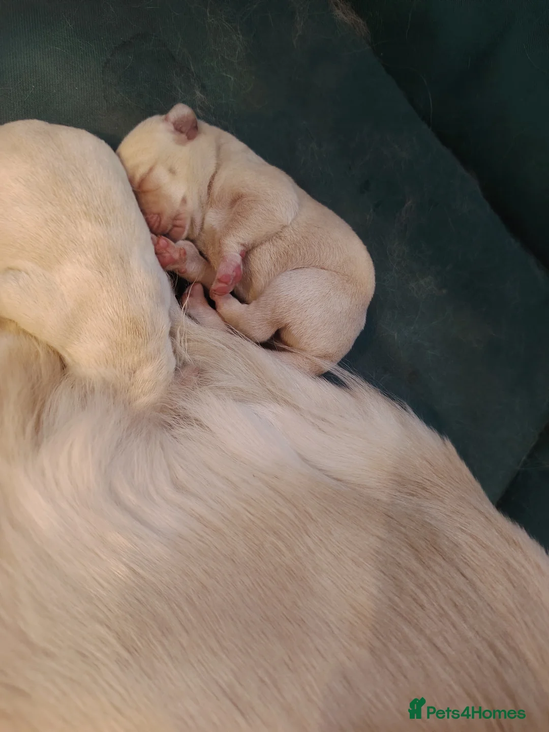 Goldador dogs for sale: Chunky lab x golden retriever puppies - Advert 2