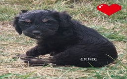 American Cocker Spaniel dogs for sale: SIX SNUGGLE MUFFINS AMERICAN COCKER, TOY POODLE - Image 18