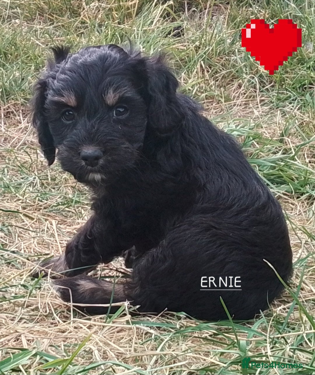 American Cocker Spaniel dogs for sale: SIX SNUGGLE MUFFINS AMERICAN COCKER, TOY POODLE - Image 18