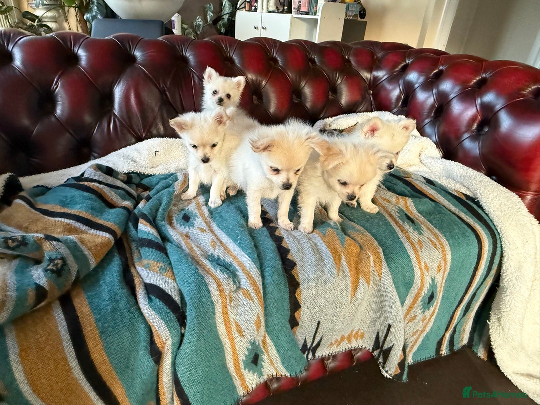 Pomchi dogs for sale: Emma Evans  - Image 2
