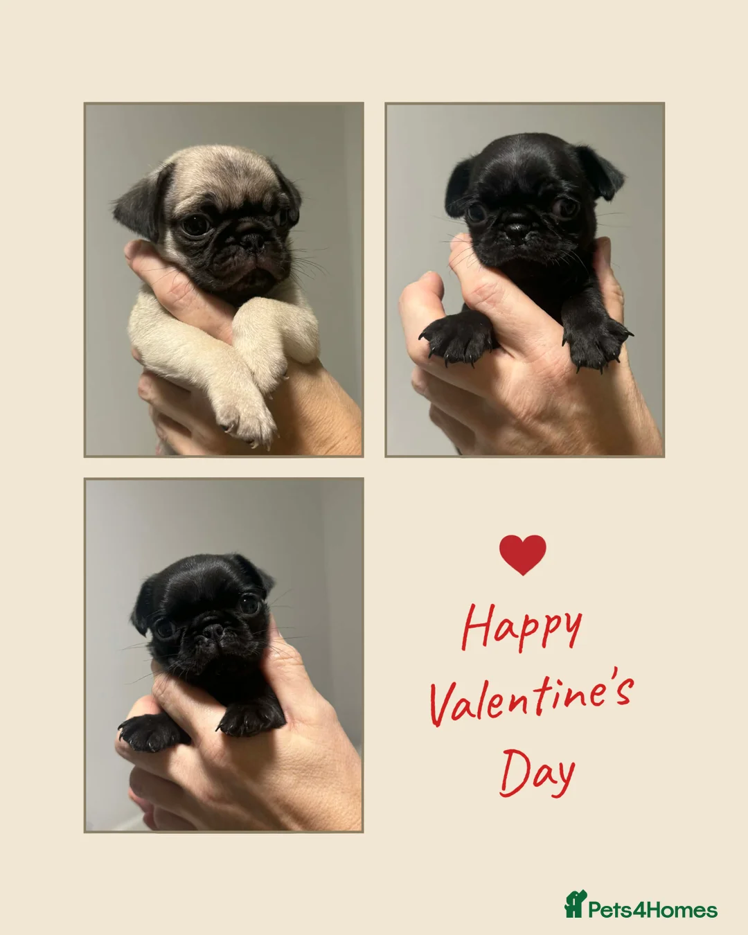 Pug dogs for sale: Perfect pocket pugs - Advert 2