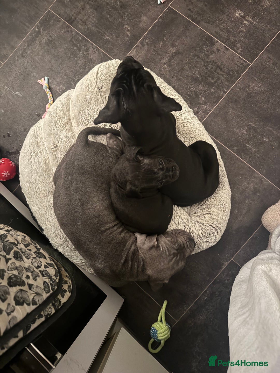 Cane Corso dogs for sale: Cane corso puppy’s  - Advert 10