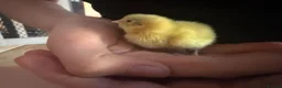 Quail poultry for sale: 6 Quails - rehoming - 6 weeks old in Beckenham - Advert 2