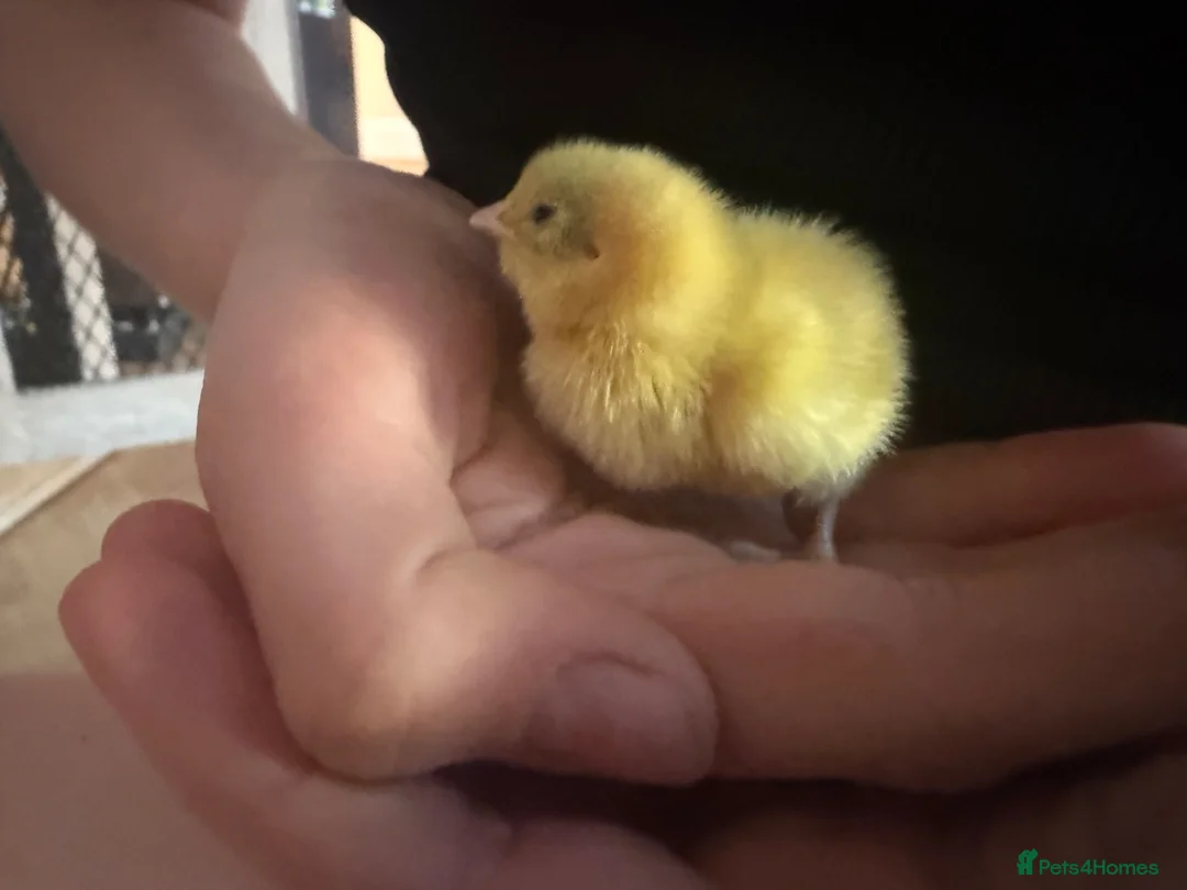 Quail poultry for sale: 6 Quails - rehoming - 6 weeks old in Beckenham - Advert 2