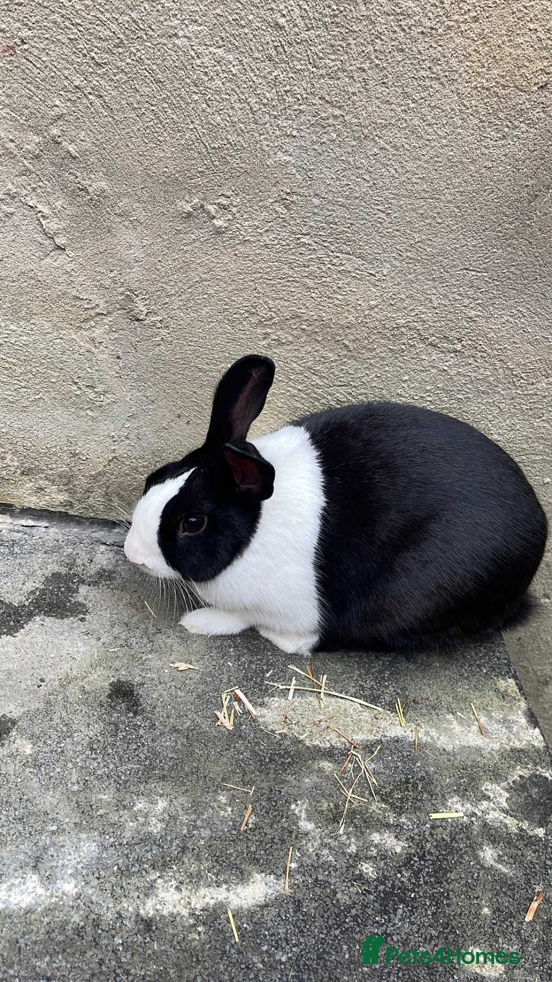 Mixed Breed rabbits for sale: Rabbit  in Bradford - Advert 2