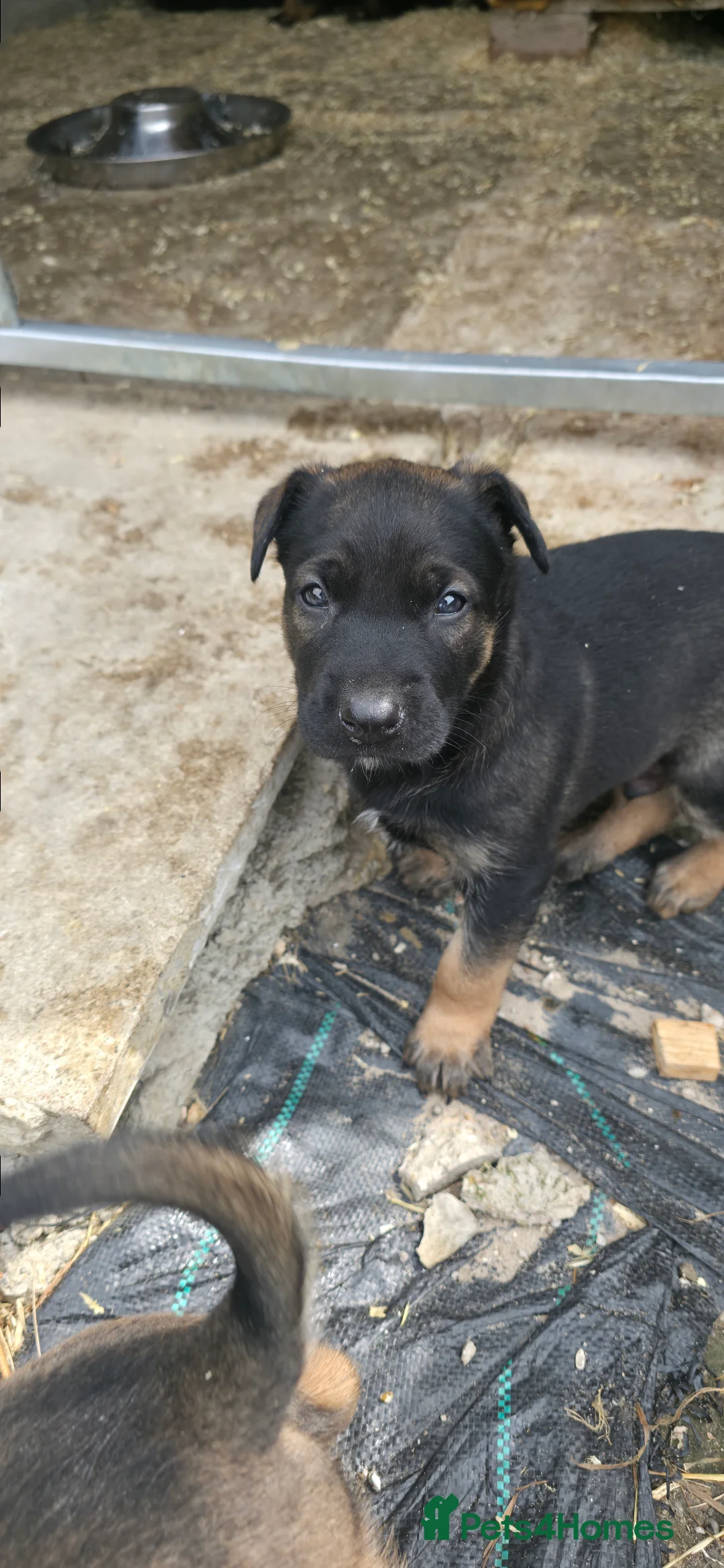 Belgian Shepherd Dog dogs for sale: Ringsport fci malinois x knpv dutch shepard - Advert 2