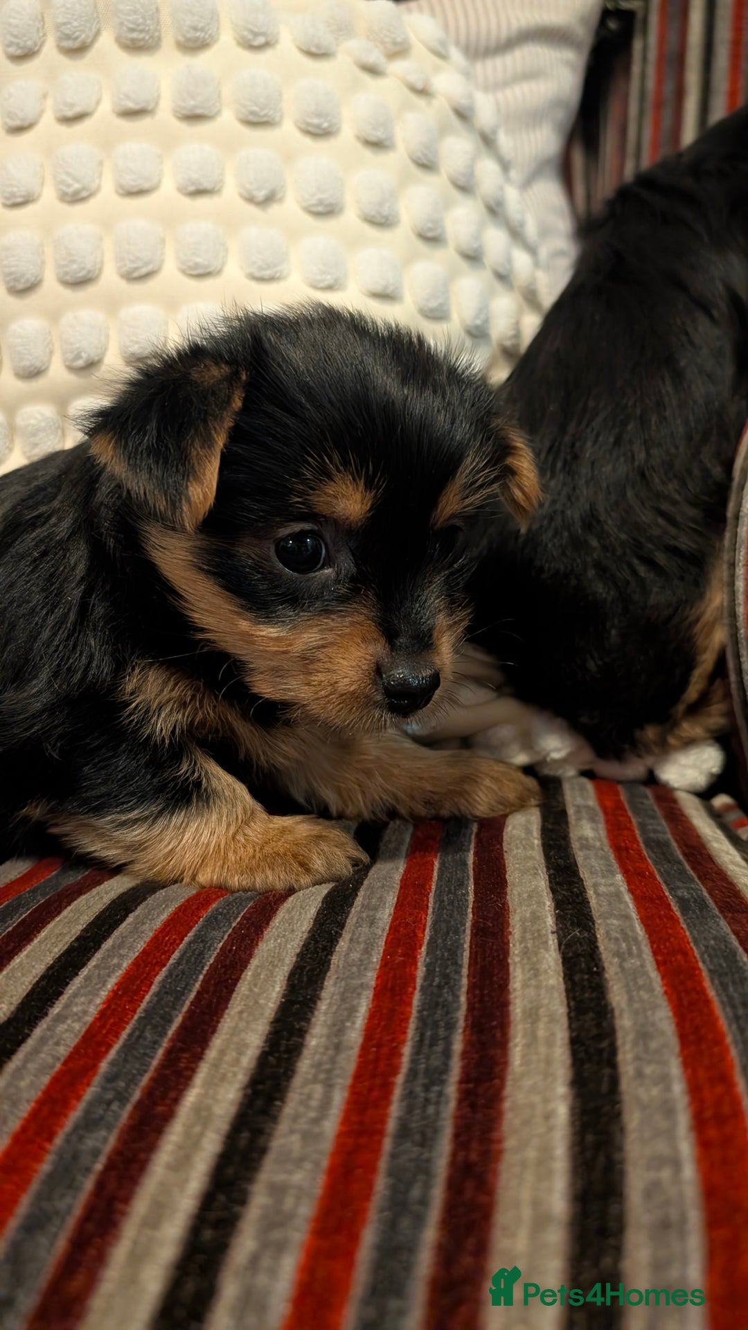 Yorkshire Terrier dogs for sale: Pure Yorkshire Terrier Puppies  - Advert 5