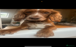 Cockapoo dogs for sale: Beautiful cockapoo bitch - ready now  - Image 5