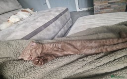 Scottish Fold cats for sale: Stunning TICA Registered Babies - Image 35