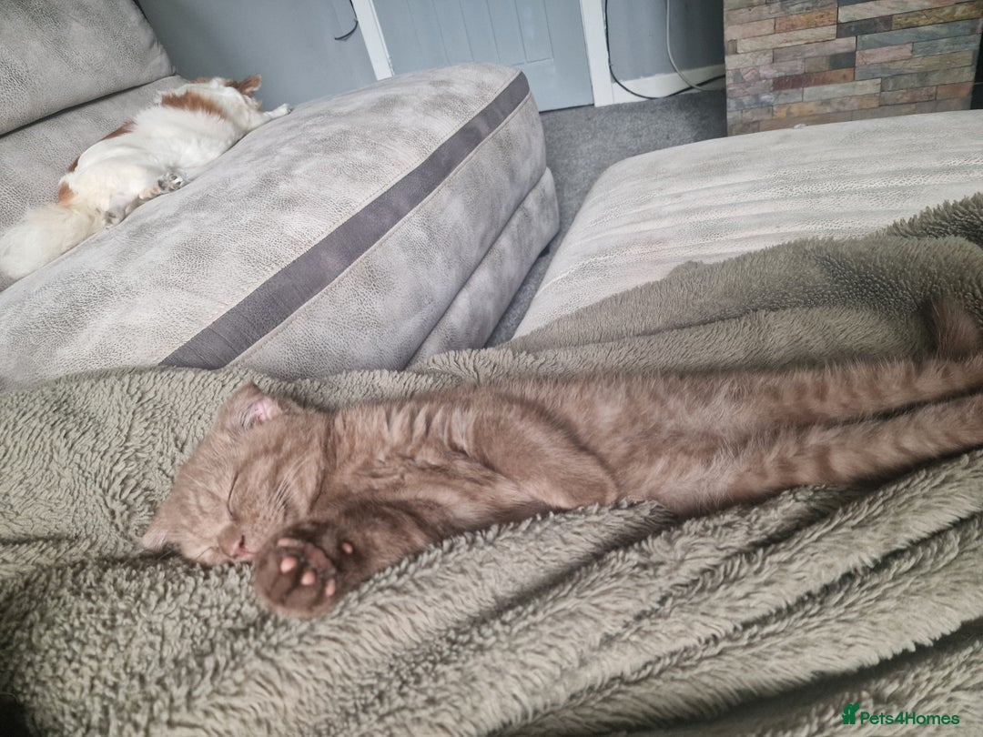 Scottish Fold cats for sale: Stunning TICA Registered Babies - Image 35