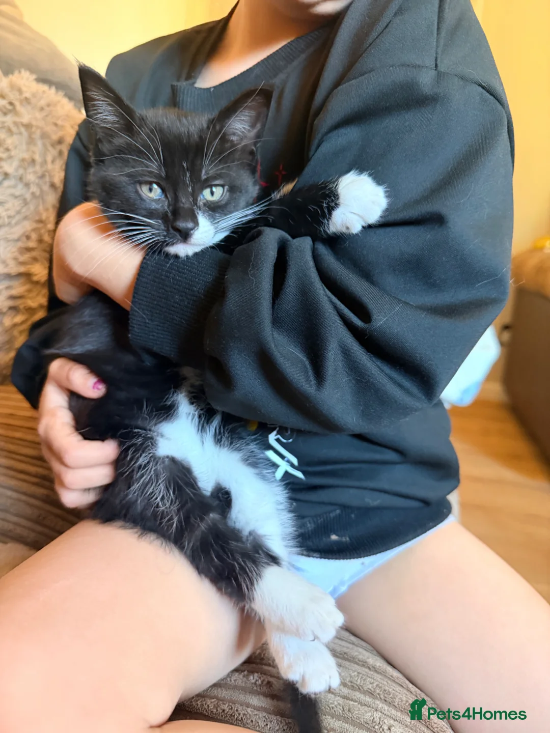 Maine Coon cats for sale: Sweet Girl mainecoon - Advert 2