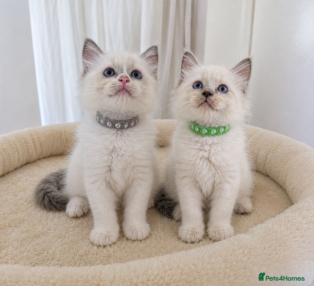 Ragdoll cats 2 boys still avilable green and Grey  - Advert 13