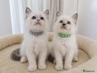 Ragdoll cats 2 boys still avilable green and Grey - Advert 11