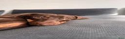 Miniature Dachshund dogs for sale: Beautiful Chocolate and Tan Miniature Dachshund  - Advert 11