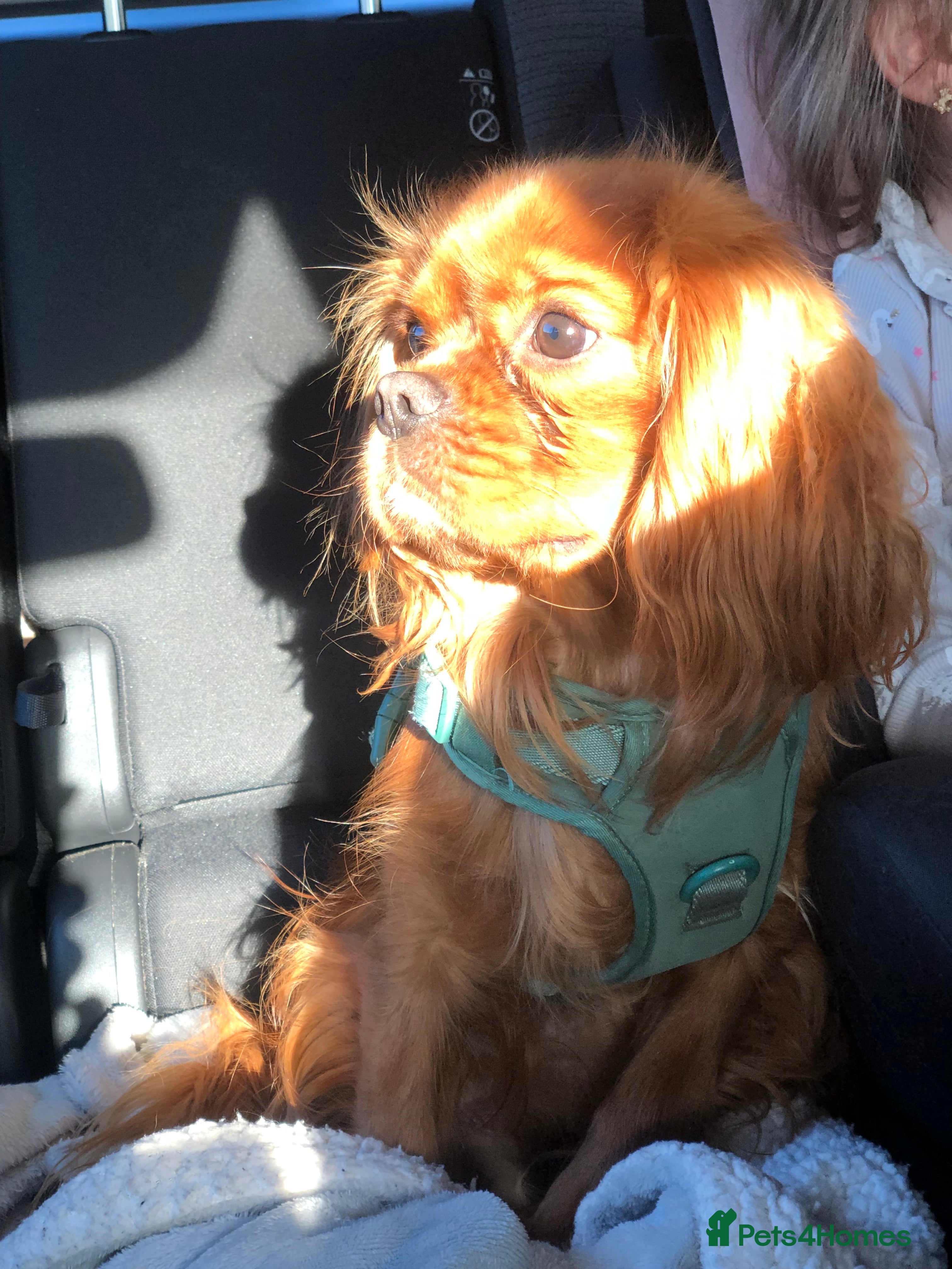 Cavalier King Charles Spaniel dogs STUD only!  KC registered  - Advert 1