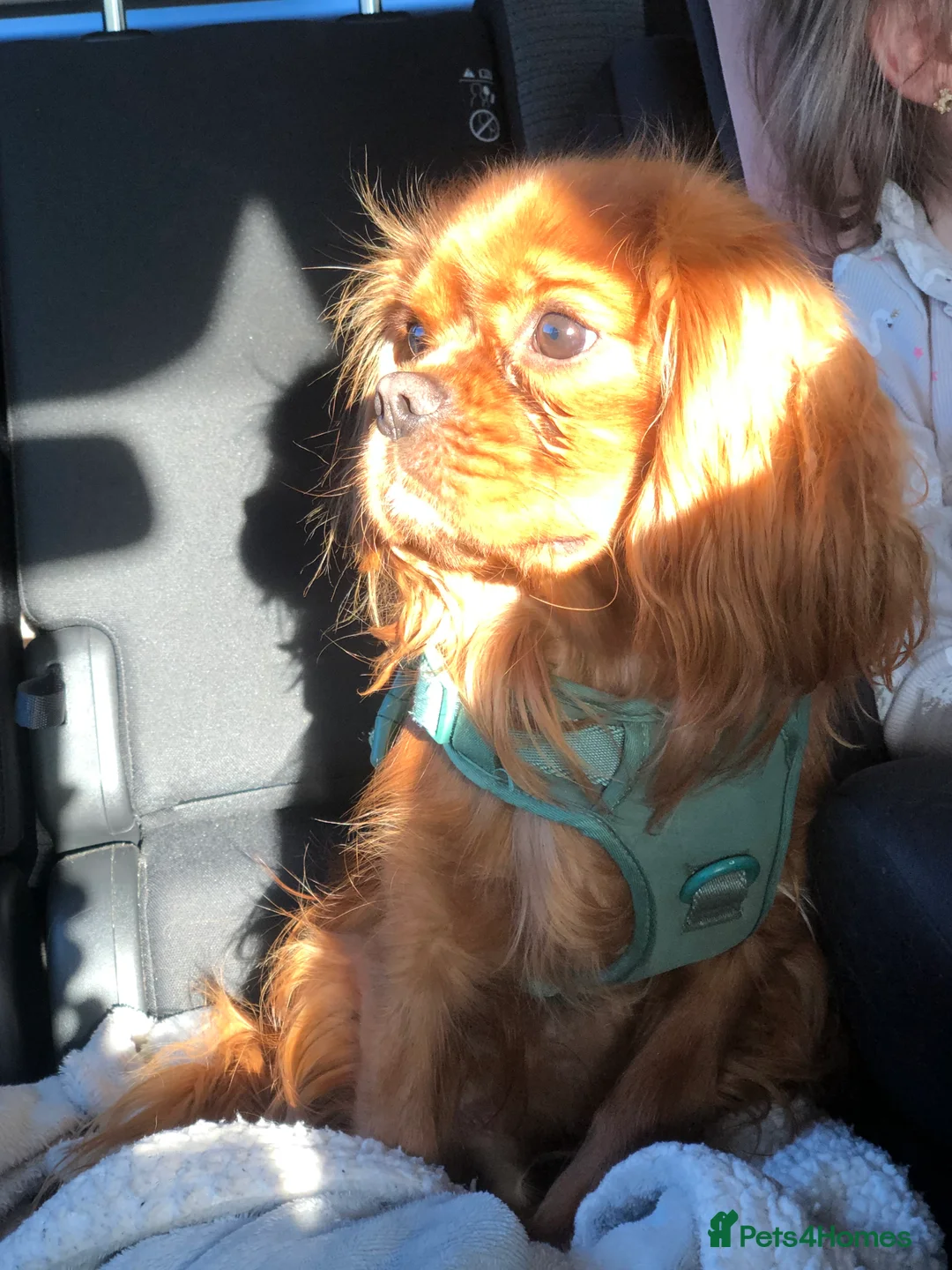 Cavalier King Charles Spaniel dogs for stud: STUD only!  KC registered  - Advert 1