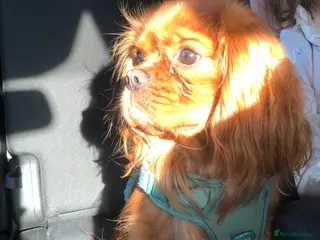 Cavalier King Charles Spaniel dogs STUD only! KC registered - Advert 3