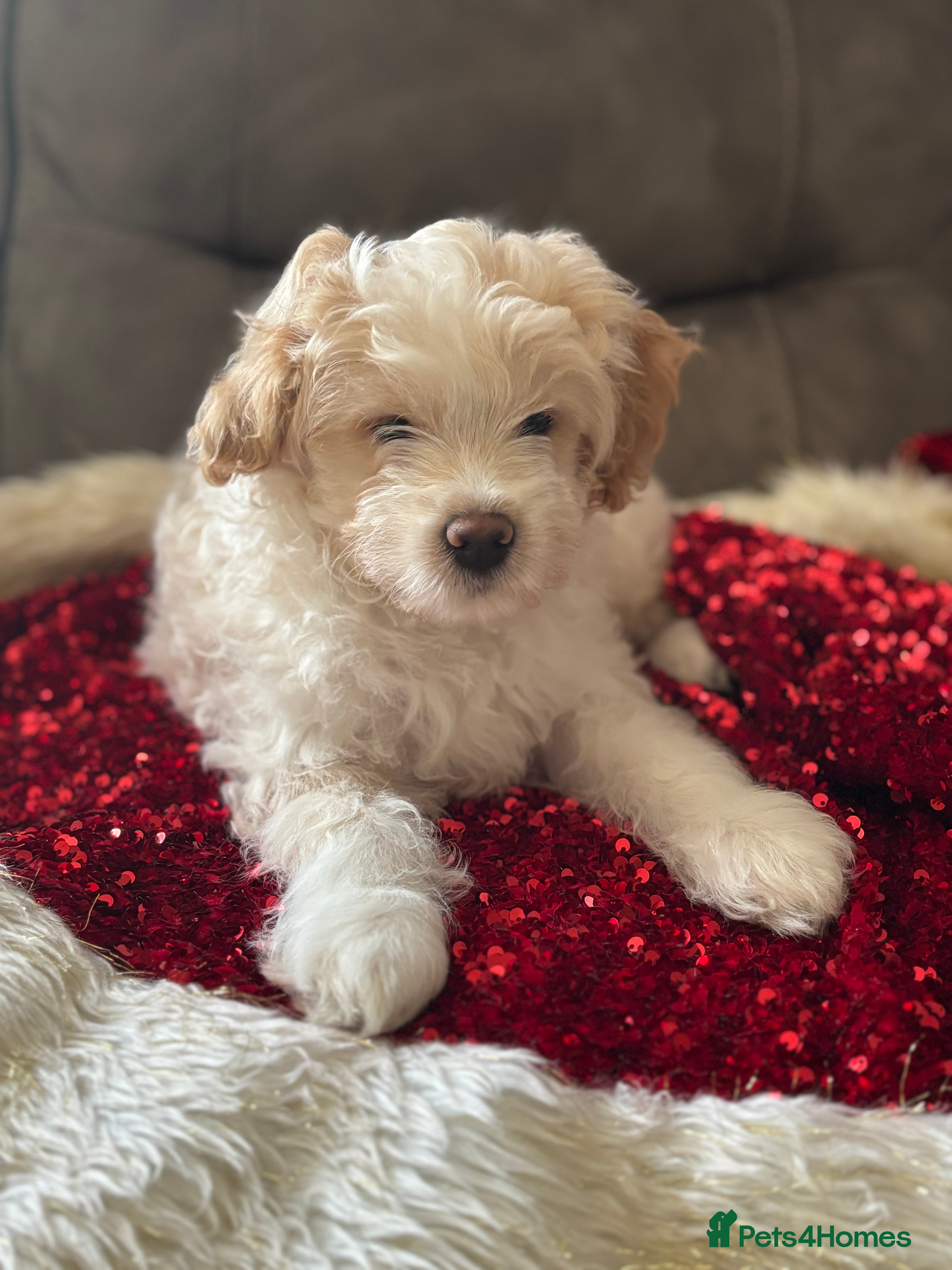 Mixed Breed dogs Peke-a-Chon puppies 🐶  - Advert 1